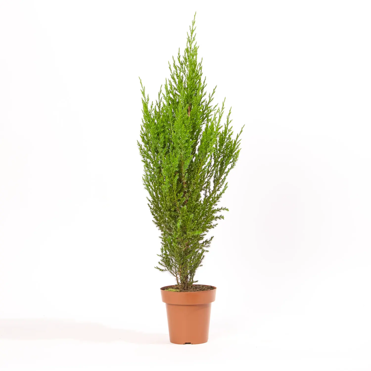 Tuia Strickita Planta Natural Pote 20